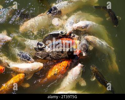 Molte carpe koi (Cyprinus) multicolore in superficie dell'acqua e anatra al centro del gruppo di pesci Foto Stock
