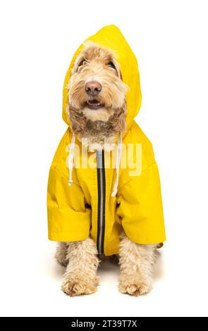 Cockapoo bionda in un cappotto impermeabile giallo su sfondo bianco. Foto Stock