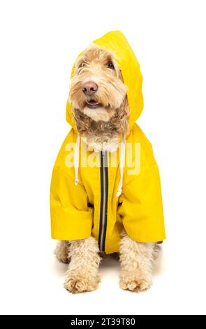 Cockapoo bionda in un cappotto impermeabile giallo su sfondo bianco. Foto Stock