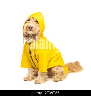 Cockapoo bionda in un cappotto impermeabile giallo su sfondo bianco. Foto Stock