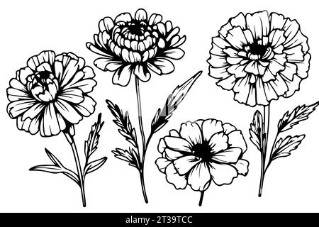 Fiori di calendula bianchi e neri disegnati a mano, fiori, foglie e gemme. Dia de los Muertos messicano, giorno delle vacanze dei morti e festival indiano di Diwali Illustrazione Vettoriale