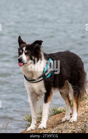 Cane Border collie con imbracatura e lingua fuori mentre gioca sulla spiaggia. Foto Stock