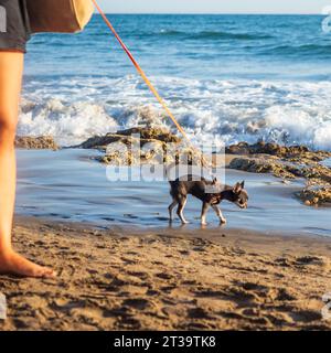 Primo piano del cane Labrador sulla spiaggia Foto Stock