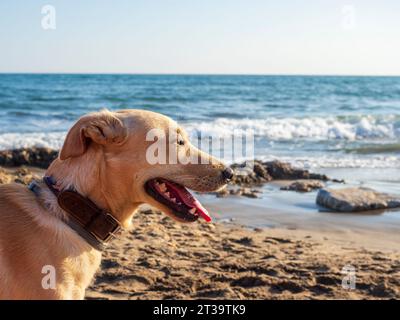 Primo piano del cane Labrador sulla spiaggia Foto Stock