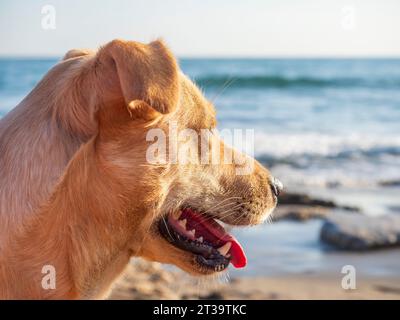 Primo piano del cane Labrador sulla spiaggia Foto Stock