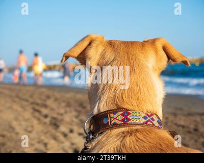 Primo piano del cane Labrador sulla spiaggia Foto Stock