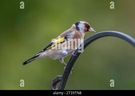 Goldfinch Carduelis carduelis appollaiato su un alimentatore di metallo in un giardino posteriore, Northampton, Inghilterra, Regno Unito Foto Stock