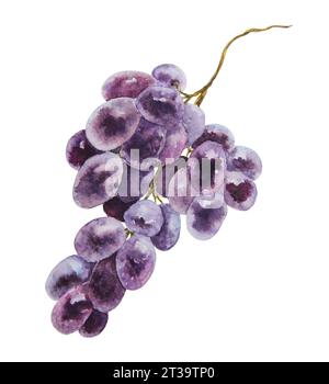 Un mucchio di uva scura. Acquerello illustrazione botanica disegnata a mano. Ingrediente in vino, aceto, succo, cosmetici. Clip art per i menu dei ristoranti Foto Stock