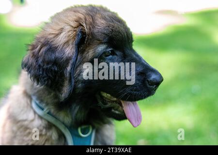 Phoebe, Leonberger Foto Stock