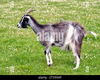 Capra grigia e bianca (Capra aegagrus hircus) dai capelli lunghi sull'erba e vista dal profilo Foto Stock