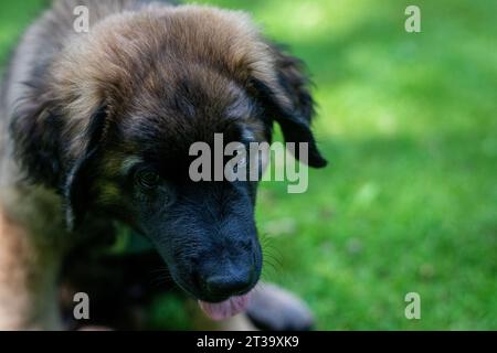 Phoebe, Leonberger Foto Stock