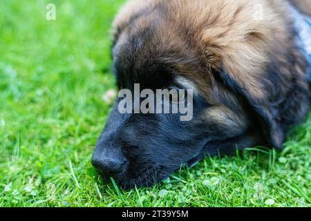 Phoebe, Leonberger Foto Stock