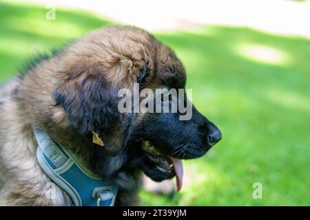 Phoebe, Leonberger Foto Stock