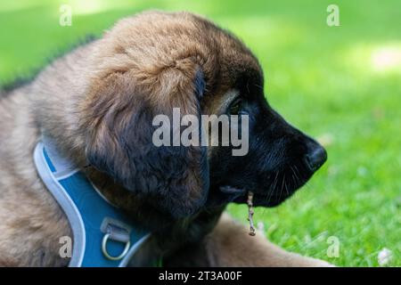 Phoebe, Leonberger Foto Stock
