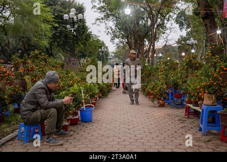 La gente cammina accanto agli alberi di kumquat con frutti d'arancio in vendita al Tet, o capodanno lunare, nel Parco della riunificazione, Hanoi, Vietnam. Gli alberi di kumquat sono traditi Foto Stock