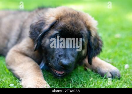 Phoebe, Leonberger Foto Stock