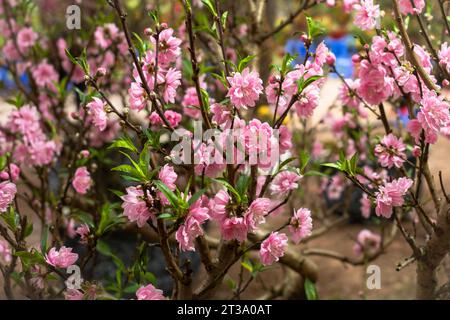 Fioritura di pesche rosa (hoa dao) su un albero in vendita in un mercato Tet (Capodanno lunare) ad Hanoi, Vietnam. Il Peach Blossum è una decorazione tradizionale nelle case Foto Stock