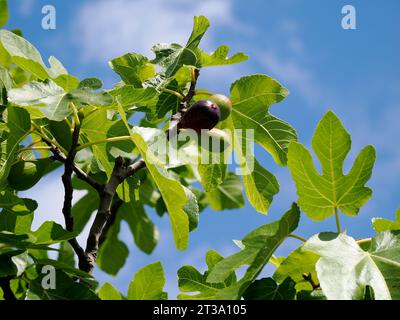 Fichi su Ficus carica su sfondo blu Foto Stock