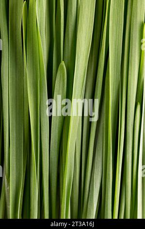 Erba di grano, primo piano. Grappolo di foglie fresche di frumento tenero germogliato, Triticum aestivum, utilizzato per alimenti, bevande o integratori alimentari. Foto Stock
