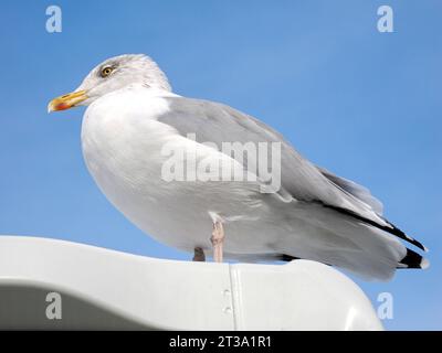 Primo piano dei gabbiani delle aringhe (Larus argentatus) arroccati su una cabina di barca e visti dal basso su sfondo blu del cielo Foto Stock