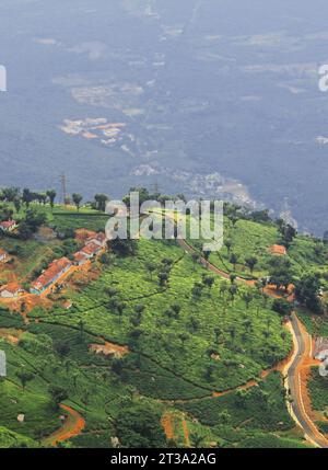 splendido e lussureggiante giardino di tè verde di coonoor, situato ai piedi delle colline di nilgiri vicino alla stazione collinare di ooty a tamilnadu, nel sud dell'india Foto Stock