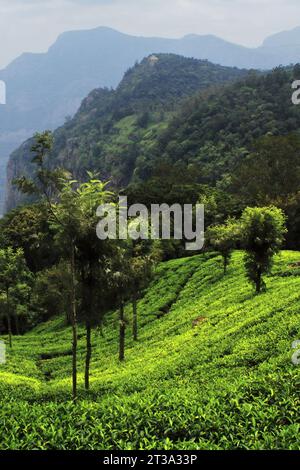 splendido e lussureggiante giardino di tè verde di coonoor, situato ai piedi delle colline di nilgiri vicino alla stazione collinare di ooty a tamilnadu, nel sud dell'india Foto Stock