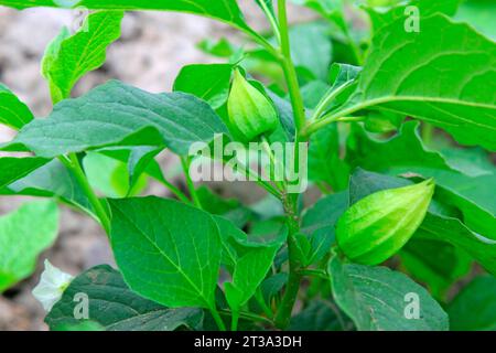 Polpa acida in natura, primo piano della foto Foto Stock