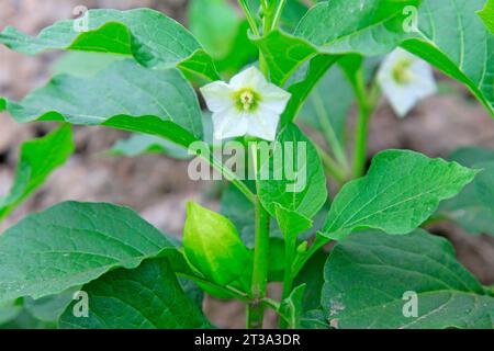 Polpa acida in natura, primo piano della foto Foto Stock