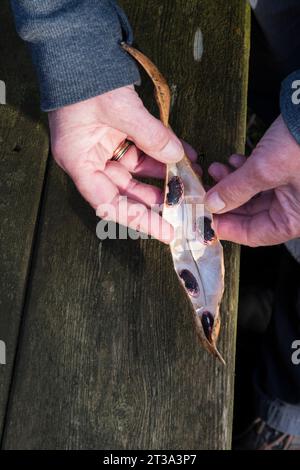 Risparmio di fagioli da piantare l'anno prossimo. Questi sono "Scarlet Emperor". Foto Stock