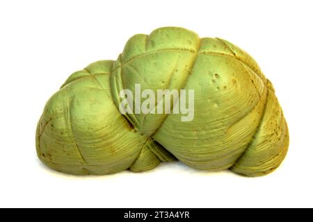 splendidi fiori sciolti su sfondo bianco, primo piano della foto Foto Stock