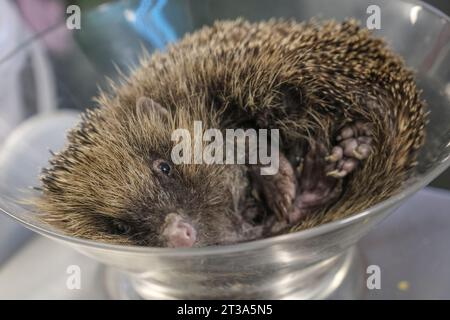 Yate, South Glos, Regno Unito. 24 ottobre 2023. Gavin l'Hedghog in fase di pesatura. L'autunno è sempre un periodo molto intenso per il centro Hedgehog, ma la fondatrice Yvonne Cox riferisce che questo è il più affollato di sempre con il telefono che squilla continuamente. I ricci a rischio particolare sono i piccoli giovani che sono troppo piccoli per essere ibernati e hanno bisogno di aumentare il peso prima che il possa essere rilasciato di nuovo in natura. Altri rischi che devono affrontare sono falò da giardino, giardinaggio disattento e cani da compagnia. Crediti: JMF News/Alamy Live News Foto Stock