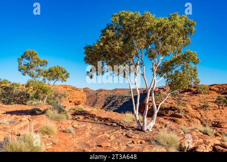 Un albero di gomma fantasma (Corymbia aparrerinja) che prospera vicino a nessun terreno in cima al Rim Walk a Kings Canyon, Australia Foto Stock