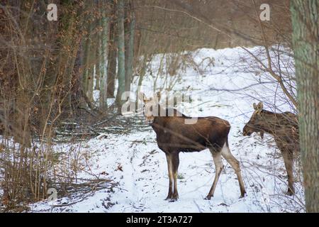 Mooses nella foresta invernale, giorno di gennaio, Polonia orientale Foto Stock