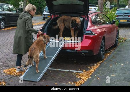 Phoebe, Leonberger Foto Stock