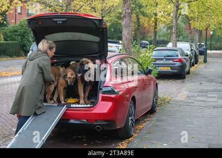 Phoebe, Leonberger Foto Stock