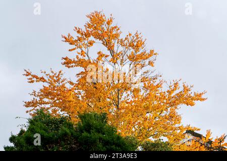 Cercidiphyllum japonicum - Toffee Apple Tree Foto Stock