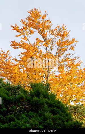 Cercidiphyllum japonicum - Toffee Apple Tree Foto Stock