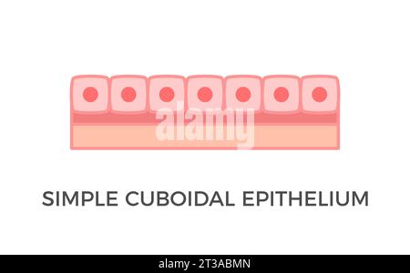 Semplice epitelio cuboidale. Tipi di tessuto epiteliale. Un singolo strato di cellule simili a cubi che forniscono protezione e possono essere attive o passive. Vettore Illustrazione Vettoriale