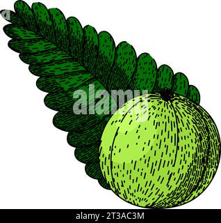 vettore disegnato a mano per schizzo berry amla Illustrazione Vettoriale