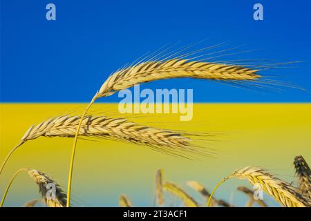 Ucraina: Il granaio dell'Europa Foto Stock