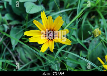 Black-Eyed Susan Rudbeckia hirta è una pianta nativa del Maryland e il nostro fiore di stato. Susan Rudbeckia Hirta dagli occhi neri è un fiore selvatico luminoso e allegro Foto Stock