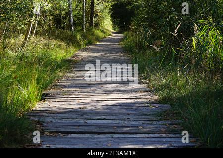 Un sentiero in legno si snoda attraverso una lussureggiante foresta, che conduce ad un tranquillo paesaggio di lussureggiante erba verde e arbusti vibranti Foto Stock