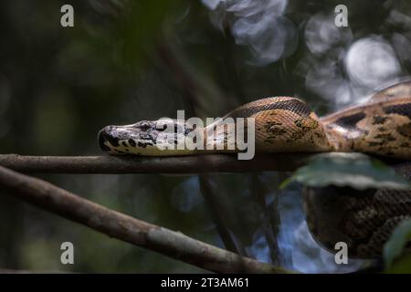 Un grande Boa (Acrantophis madagascariensis) del Madagascar si arricciò in un albero Foto Stock