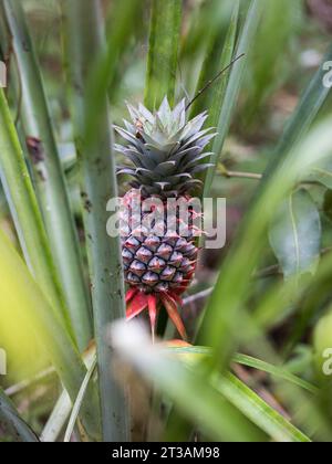 Un piccolo frutto di ananas che inizia a crescere sulla pianta Foto Stock