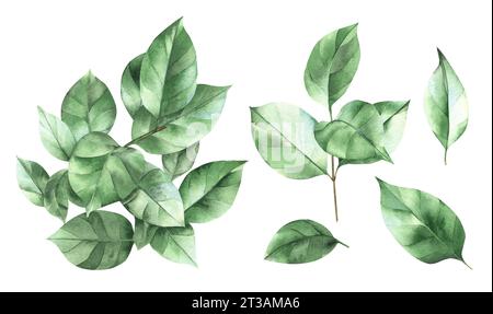 Set di foglie di privet. Illustrazione ad acquerello disegnata a mano su sfondo isolato. Disegno ornamentale botanico dell'albero di ligustrum. Foto Stock