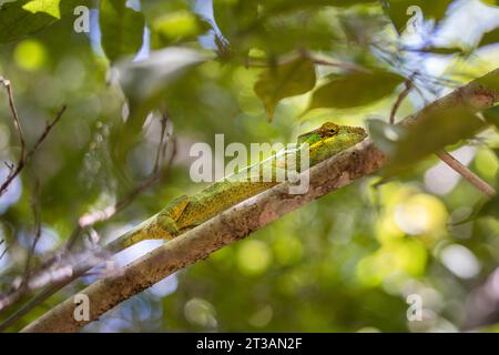 Primo piano di un Panther Chameleon (Furcifer pardalis) seduto su un albero in Madagascar Foto Stock