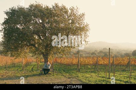 Grande albero, panca in vigna al tramonto. Paesaggio della produzione di vino. Uva in natura. La bellezza della campagna. Filari di vite, agricoltura. Fattoria nel bagliore di sera Foto Stock