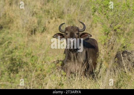 Fauna selvatica africana, bufalo africano giovane adulto, caffer Syncerus, allerta, animali nell'habitat naturale, parco Hluhluwe Umfolozi, Sudafrica, safari Foto Stock