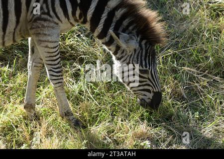 Bellissimo animale africano, volto della Zebra delle pianure che mangia erba, Equus quagga, parco naturale Hluhluwe Umfolozi, Sudafrica, safari naturalistico, viaggio Foto Stock