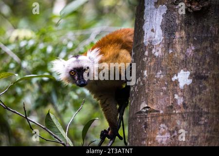 Un lemuro nero (Eulemur macaco) che sbircia da dietro un tronco di albero guardando la telecamera a Nosy Be, Madagascar Foto Stock
